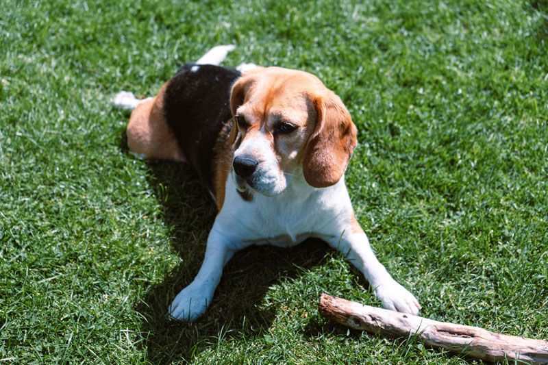 La actividad de los perros Beagle