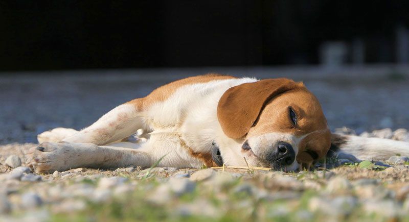 Beagle descansado