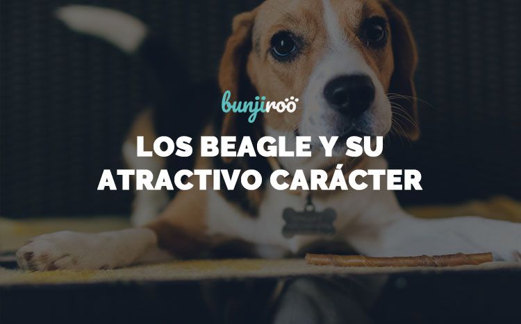 Cómo cuidar de los perros Beagle y disfrutar de su carácter